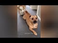 Funniest Cats and Dogs 🐱😻 Funniest Animals 2024 🐕😂