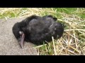 Baby crow sleeping