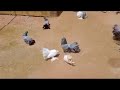 faintal pigeon available for sale by sonu ansari nagpur pigeon loft #fancypigeon #nagpurkabutar