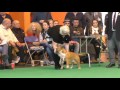 Crufts Dog show 2017 Miniature Bull Terriers Open Dog