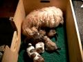 4-week-old Havanese puppies in litter box