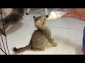 abondoned kittens bottle feeding