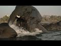 Swimming with Giants: Elephant Migration at Victoria Falls | Full Wildlife Documentary