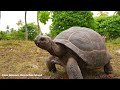 FOUR SEASONS DESROCHES ISLAND (SEYCHELLES) : One of the Best Resorts to visit in 2022 (4K UHD)