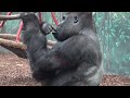 SILVERBACK GORILLA | Awali’s Group | Akiki has a Terrible Wound |#akiki #ngoro #gorilla