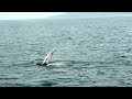 Humpback whales breaching, Special Tours Akureyri, Iceland