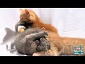 Kiditor - cute kittens | cute and funny kitten | funny cat | baby cat | Aww Animals