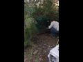 Animal Experts Inc in Tucson rescuing & relocating a bobcat and her newborn kittens