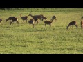 Velvet Stags and Spotted Calves.  The Red Deer Year: JULY