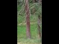 Mama Bear Attacks Fawn While Cubs Watch From Tree!