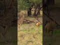 Pet Parent Rescues Pup From Kangaroo Fight!