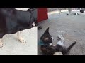 🐱😂 You Laugh You Lose Dogs And Cats 🐈🐈 Best Funny Animal Videos 2024 # 21