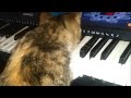 Zoey (kitten) Plays The Piano - By Jeffrey Beaver