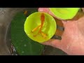 Incredible Catching Fancy Ornamental Catfish in Colorful Eggs, Betta Fish, Koi, Catfish, Ranchu Fish