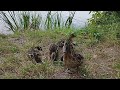 Up close with Momma Duck and her ducklings. Feeding ducks, beautiful and friendly ducks.