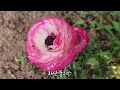 숲 속 정원을 꿈꾸는 hoho's garden #샤스타데이지 #알리움 #꽃양귀비