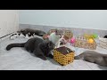 CLASSIC Dog and Cat Videos😹1 HOURS of FUNNY Clips🤣