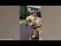 Watch These Silly Dogs Try Not to Laugh 🤣🐶 Funny Dog Videos 2024