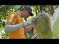 Harvest Thai jackfruit against the season