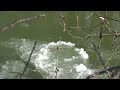 Ice with Wind and Woodpecker Sounds