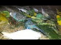 Love Birds Eating Green Leaf 🍀 | Healthy & Happy Parrots