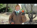 How To Grow Organic Persimmons