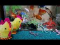 cute animal collection|koi fish,septum,conch,turtle,lobster, chicken,cricket,snail,goldfish,lizard