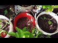 Grow Fruit Trees In Containers For Small Spaces! Grow more plants in less space
