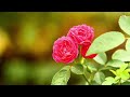 Peaceful Piano Music for Studying 🍃Beautiful Relaxing Music 🍵 Calm Piano Music, Relaxation, Sleep