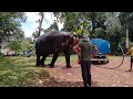 Screening of Elephants participating in the Medin Perahera, Pannipitiya Dewram Maha Viharaya - 2023