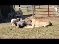 Bottle Feeding A Lamb