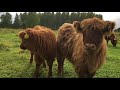 Scottish Highland Cattle In Finland: Fluffy calves mooing moo moo moo