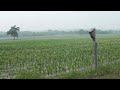 Smoke in Southern Wisconsin from the wildfires in Canada.