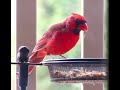 Beautiful Red Cardinal, Alabama