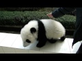 yingying816:Beautiful cub at Bifengxia( born in Beijing)