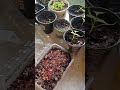 My seedlings 🌱🌱/zone9b