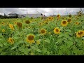 Sunflower field