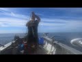 Snapper Bonito and Blue Spot Flathead Newcastle NSW