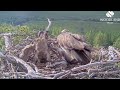 Finally! Loch Arkaig Osprey chick1 stands up to aggro C2, not for long but it's a start 17 Jun 2024