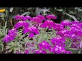 How I Grow Plants In A Small Space | Perennial Flower Tour