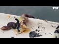 Whale Breaches On Boat Scraping Off Barnacles