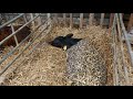 Calf Rearing. Weekly update and a few tips and a tricks.