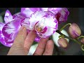 Feed this If the orchid doesn't bloom! Orchids will grow many branches