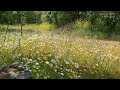 Relaxing Nature Ambience Meditation🌼GOOD MORNING SPRING NATURE THERAPY🌷Flowery MEADOW Healing Sounds