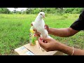 Must Watch New Pigeon Trap 2021 Using Cardboard Box And Plastic Bottle