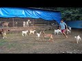 small kids playing | RS GOAT FARM
