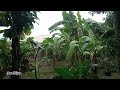 Maganda na ang view ,malinis na at malusog ang mga puno ng saging || Ara Miya