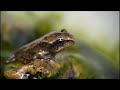 Froglets 1st Venture out of Water