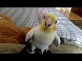 Талантливые попугаи. Попугай Геша говорит и поёт