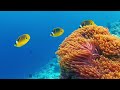 The Colors of the Ocean 4K ULTRA HD • The Best Sea Animals for Relaxation and Calming Music